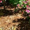 Rhododendron 'Carrie Amanda Schroeder', habit