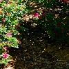Rhododendron 'Carrie Amanda Schroeder', habit