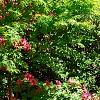 Rhododendron 'Carrie Amanda Schroeder', habit