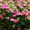 Rhododendron 'Carrie Amanda Schroeder', habit