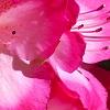 Rhododendron 'Carrie Amanda Schroeder', flowers