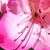 Rhododendron 'Carrie Amanda Schroeder', flowers