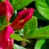 Rhododendron 'Carrie Amanda Schroeder', flowers