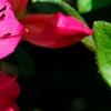 Rhododendron 'Carrie Amanda Schroeder', flowers