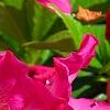 Rhododendron 'Carrie Amanda Schroeder', flowers