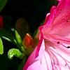 Rhododendron 'Carrie Amanda Schroeder', flowers