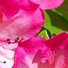 Rhododendron 'Carrie Amanda Schroeder', flowers