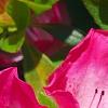 Rhododendron 'Carrie Amanda Schroeder', flowers