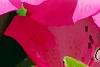 Rhododendron 'Carrie Amanda Schroeder', flowers