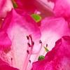 Rhododendron 'Carrie Amanda Schroeder', flowers