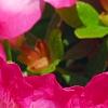 Rhododendron 'Carrie Amanda Schroeder', flowers