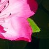 Rhododendron 'Carrie Amanda Schroeder', flowers