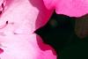 Rhododendron 'Carrie Amanda Schroeder', flowers