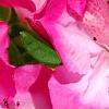 Rhododendron 'Carrie Amanda Schroeder', flowers