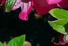 Rhododendron 'Carrie Amanda Schroeder', flowers