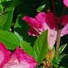 Rhododendron 'Carrie Amanda Schroeder', flowers