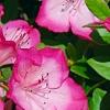Rhododendron 'Carrie Amanda Schroeder', flowers
