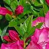Rhododendron 'Carrie Amanda Schroeder', flowers