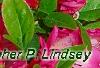 Rhododendron 'Carrie Amanda Schroeder', flowers