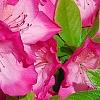 Rhododendron 'Carrie Amanda Schroeder', flowers