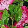 Rhododendron 'Carrie Amanda Schroeder', flowers