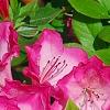 Rhododendron 'Carrie Amanda Schroeder', flowers