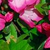 Rhododendron 'Carrie Amanda Schroeder', flowers