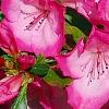Rhododendron 'Carrie Amanda Schroeder', flowers
