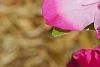 Rhododendron 'Carrie Amanda Schroeder', flowers