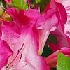 Rhododendron 'Carrie Amanda Schroeder', flowers
