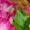 Rhododendron 'Carrie Amanda Schroeder', flowers