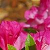 Rhododendron 'Carrie Amanda Schroeder', flowers
