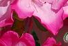 Rhododendron 'Carrie Amanda Schroeder', flowers