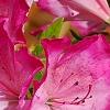 Rhododendron 'Carrie Amanda Schroeder', flowers