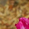 Rhododendron 'Carrie Amanda Schroeder', flowers