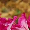Rhododendron 'Carrie Amanda Schroeder', flowers