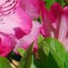 Rhododendron 'Carrie Amanda Schroeder', flowers