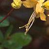 Rhododendron canescens 'Select Yellow', flowers