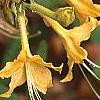 Rhododendron canescens 'Select Yellow', flowers