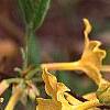 Rhododendron canescens 'Select Yellow', flowers