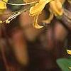 Rhododendron canescens 'Select Yellow', flowers