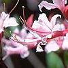Rhododendron canescens 'Varnadoe Pink', flowers