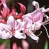 Rhododendron canescens 'Varnadoe Pink', flowers