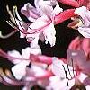 Rhododendron canescens 'Varnadoe Pink', flowers