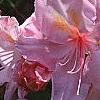Rhododendron 'Cecile', flowers