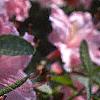 Rhododendron 'Cecile', flowers