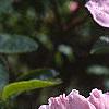 Rhododendron 'Cecile', flowers
