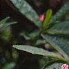 Rhododendron 'Cecile', flowers