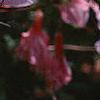 Rhododendron 'Cecile', flowers