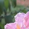 Rhododendron 'Cecile', flowers